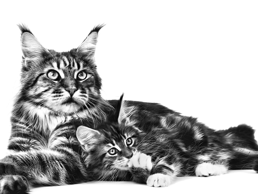 Automatische kattenbak maine coon